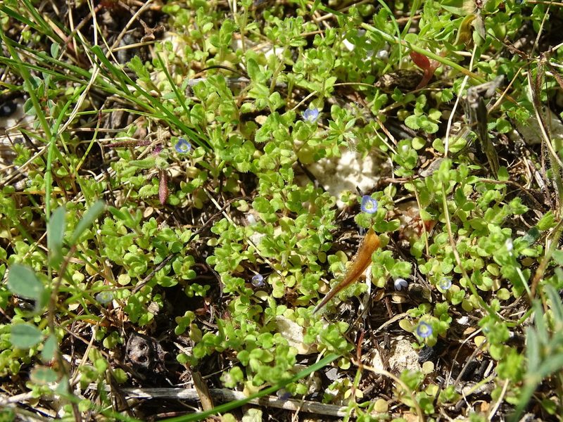 Veronica hispidula, photographed by Grzegorz Grzejszczak