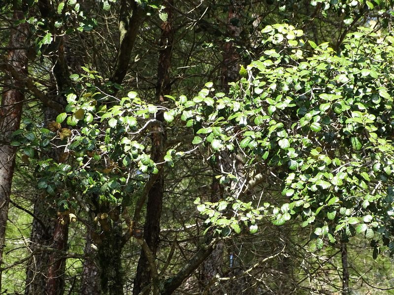 Quercus alnifolia, photographed by Grzegorz Grzejszczak