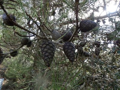 Pinus brutia, photographed by Grzegorz Grzejszczak