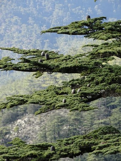 Cedrus brevifolia, photographed by Grzegorz Grzejszczak