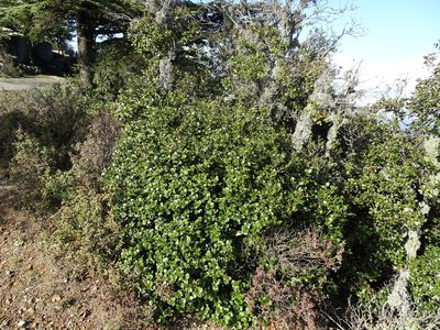 Quercus alnifolia, photographed by Grzegorz Grzejszczak