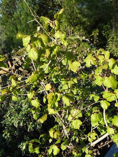 Acer obtusifolium, photographed by Grzegorz Grzejszczak