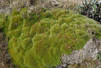 Kelleria childii, photographed by John Barkla