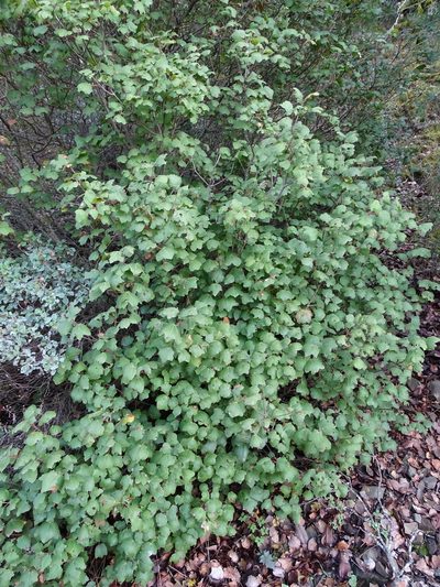 Acer obtusifolium, photographed by Grzegorz Grzejszczak