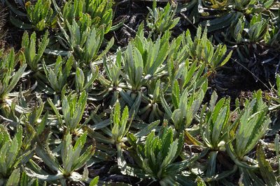 Celmisia prorepens, photographed by John Barkla