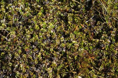 Psychrophila obtusa, photographed by John Barkla