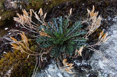 Pachycladon novae-zelandiae, photographed by John Barkla