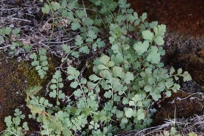 Cystopteris tasmanica, photographed by John Barkla