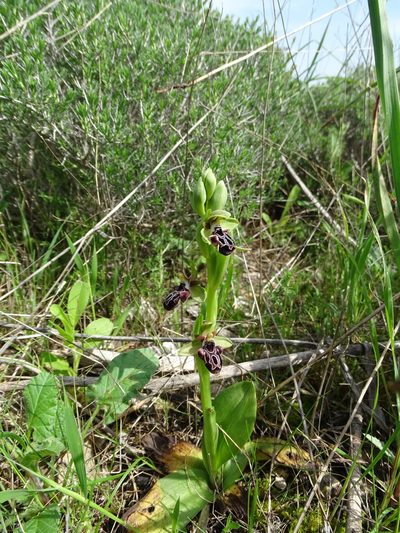 Ophrys kotschyi, photographed by Grzegorz Grzejszczak