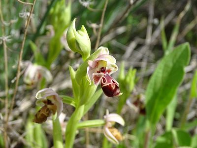 Ophrys umbilicata, photographed by Grzegorz Grzejszczak