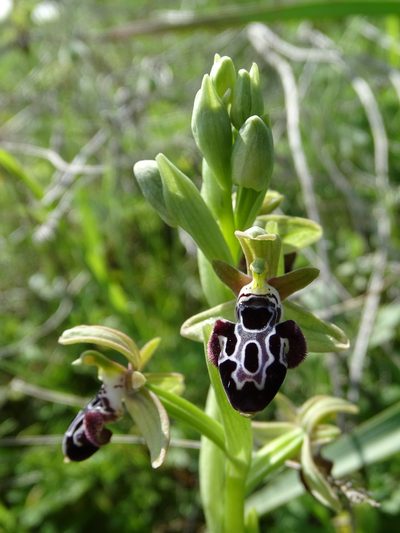 Ophrys kotschyi, photographed by Grzegorz Grzejszczak