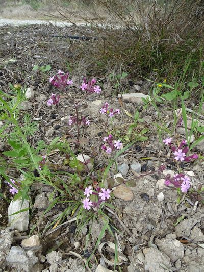 Silene aegyptiaca, photographed by Grzegorz Grzejszczak