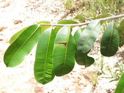 Hancornia speciosa, photographed by Leonardo Bergamini
