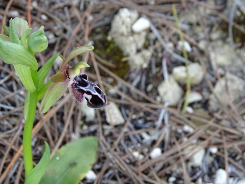 Ophrys kotschyi, photographed by Grzegorz Grzejszczak