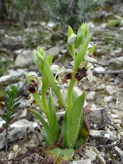 Ophrys umbilicata, photographed by Grzegorz Grzejszczak