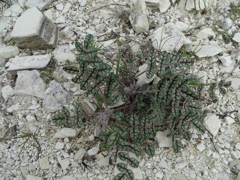 Onobrychis venosa, photographed by Grzegorz Grzejszczak