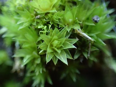 Rosulabryum donianum, photographed by George Greiff