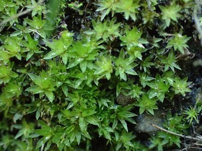 Rosulabryum donianum, photographed by George Greiff