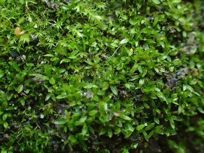 Tortula marginata, photographed by George Greiff