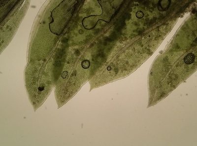 Fissidens viridulus, photographed by George Greiff