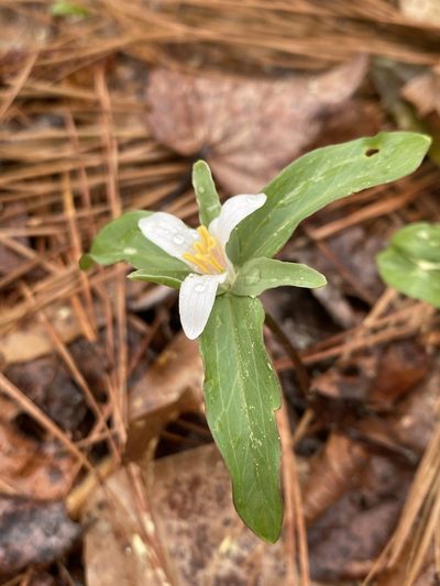 Trillium pusillum, photographed by Alan Weakley