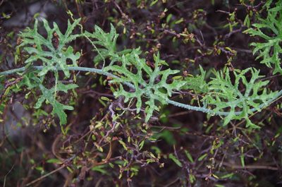 Ibervillea tenuisecta, photographed by Eric Knight