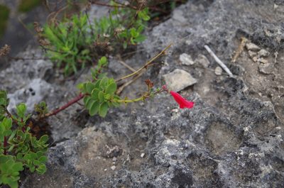 Penstemon baccharifolius, photographed by Eric Knight