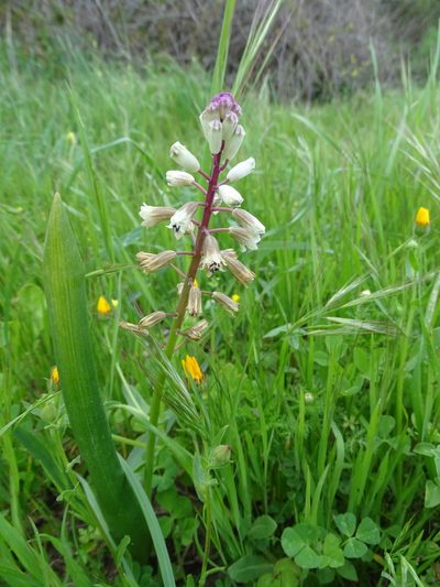 Bellevalia nivalis, photographed by Grzegorz Grzejszczak