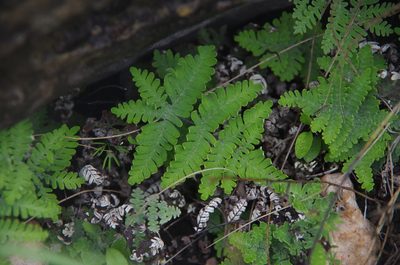 Notholaena candida, photographed by Eric Knight