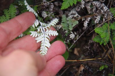 Notholaena candida, photographed by Eric Knight