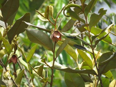 Duguetia furfuracea, photographed by Leonardo Bergamini