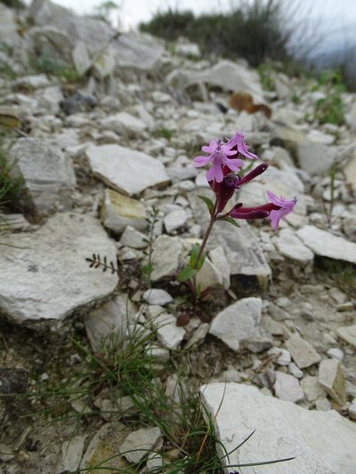 Silene aegyptiaca, photographed by Grzegorz Grzejszczak