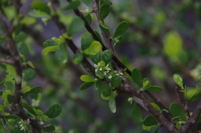 Schaefferia cuneifolia, photographed by Eric Knight