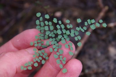 Argyrochosma microphylla, photographed by Eric Knight