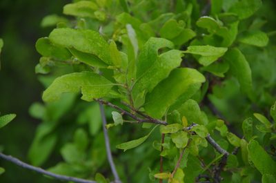 Quercus vaseyana, photographed by Eric Knight
