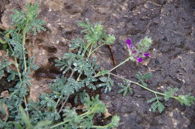 Dalea pogonathera, photographed by Eric Knight