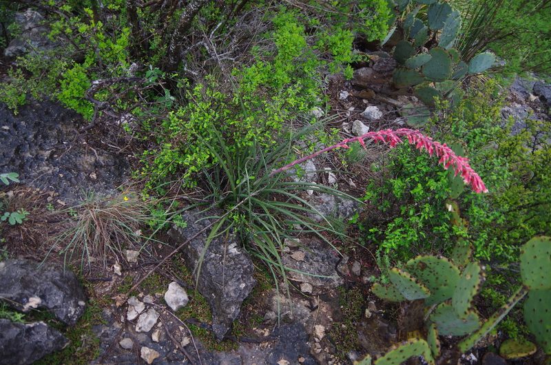 Hesperaloe parviflora, photographed by Eric Knight