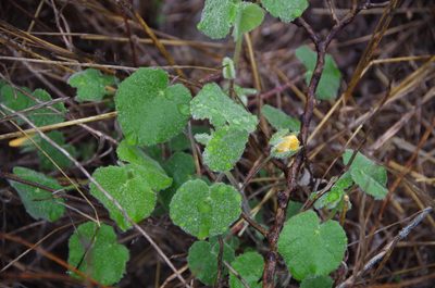 Abutilon wrightii, photographed by Eric Knight