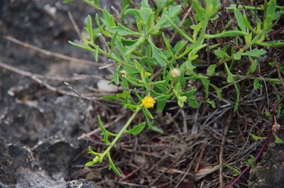 Perityle angustifolia, photographed by Eric Knight