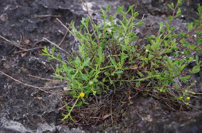Perityle angustifolia, photographed by Eric Knight