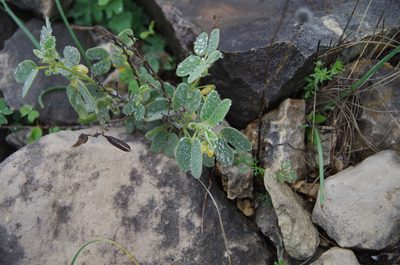 Senna bauhinioides, photographed by Eric Knight