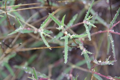 Euphorbia angusta, photographed by Eric Knight