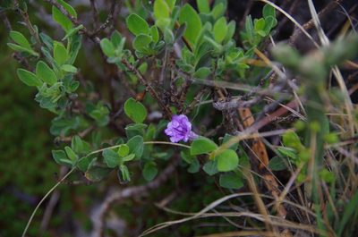 Ruellia parryi, photographed by Eric Knight