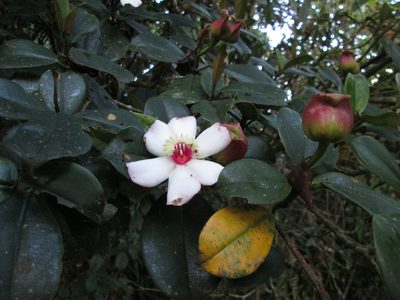 Blakea quadrangularis, photographed by Álvaro Rivas Godin