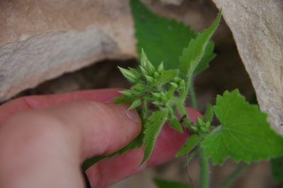 Flyriella parryi, photographed by Eric Knight