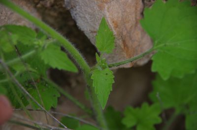 Flyriella parryi, photographed by Eric Knight