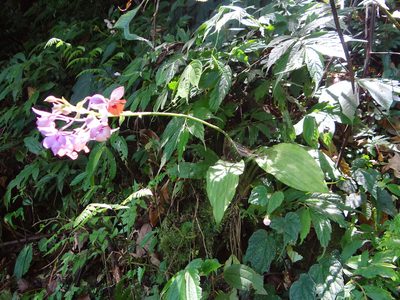 Calanthe masuca, photographed by 呂一起(Lyu yi-chi)