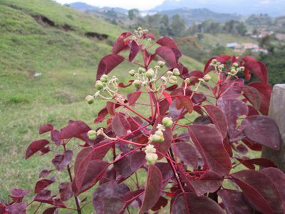 Euphorbia cotinifolia, photographed by Álvaro Rivas Godin