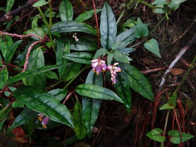 Polygala arcuata, photographed by 呂一起(Lyu yi-chi)