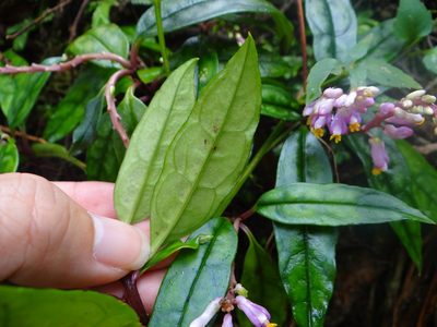 Polygala arcuata, photographed by 呂一起(Lyu yi-chi)